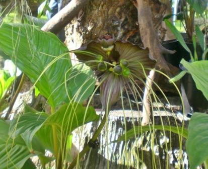 [Foto de planta, jardin, jardineria]