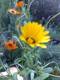 [Foto de planta, jardin, jardineria]