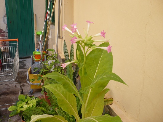 [Foto de planta, jardin, jardineria]