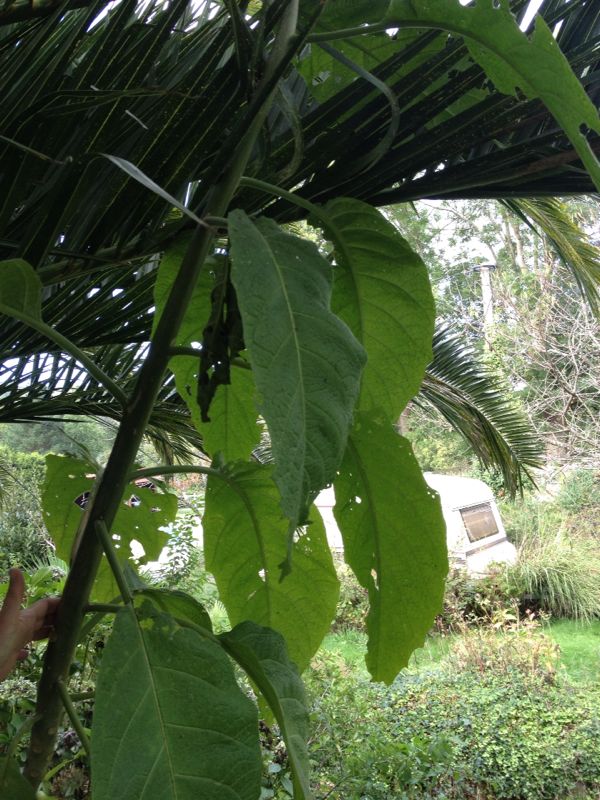 [Foto de planta, jardin, jardineria]