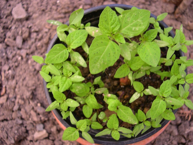 [Foto de planta, jardin, jardineria]
