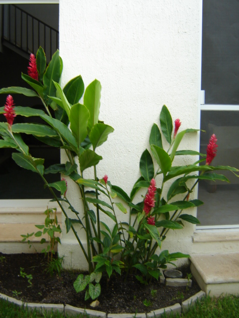 [Foto de planta, jardin, jardineria]