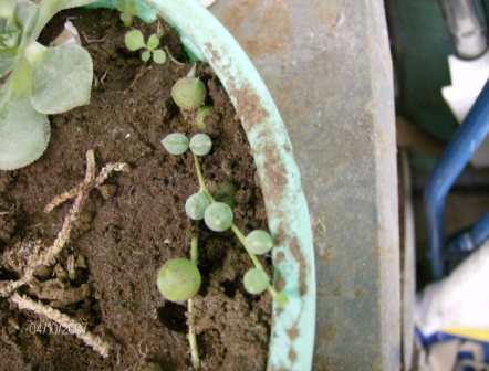 [Foto de planta, jardin, jardineria]