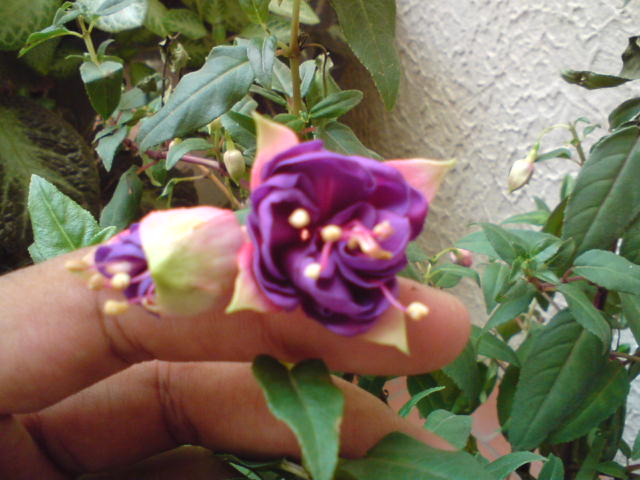 [Foto de planta, jardin, jardineria]