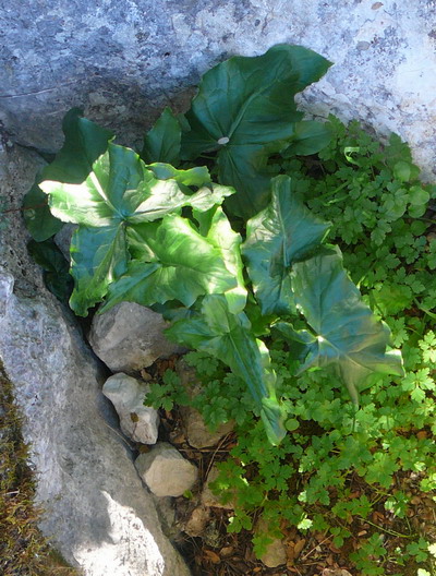 [Foto de planta, jardin, jardineria]