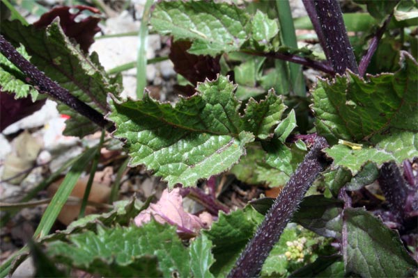 [Foto de planta, jardin, jardineria]