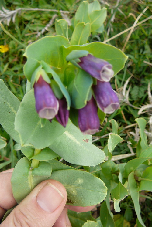 [Foto de planta, jardin, jardineria]