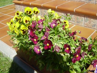 [Foto de planta, jardin, jardineria]