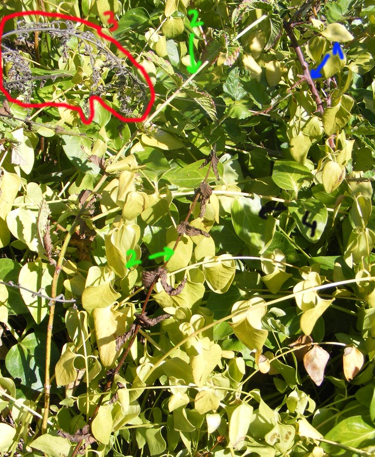 [Foto de planta, jardin, jardineria]