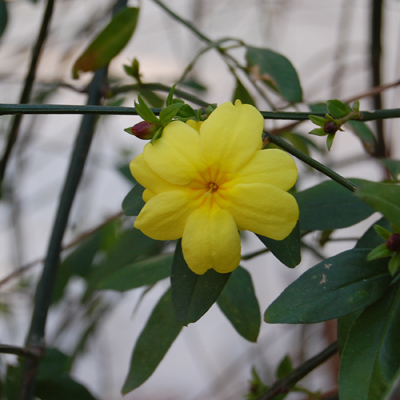 [Foto de planta, jardin, jardineria]