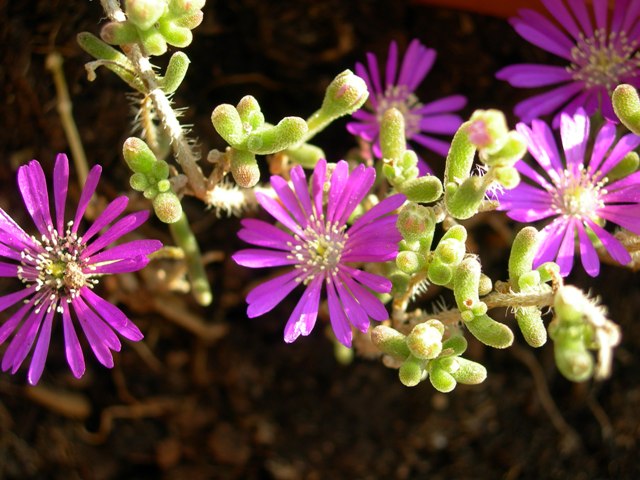 [Foto de planta, jardin, jardineria]