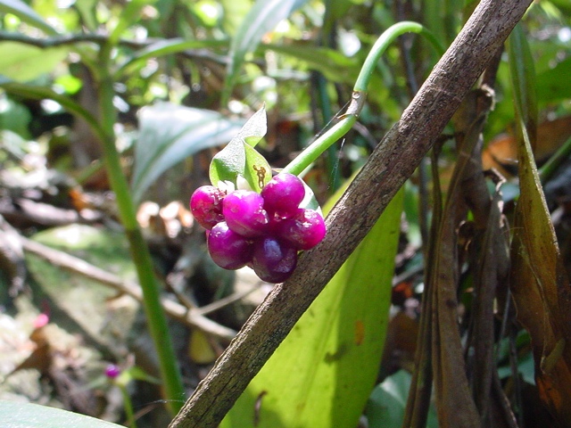 [Foto de planta, jardin, jardineria]