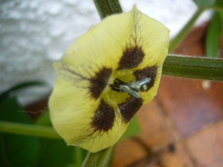 [Foto de planta, jardin, jardineria]