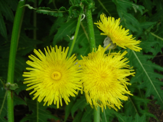 [Foto de planta, jardin, jardineria]