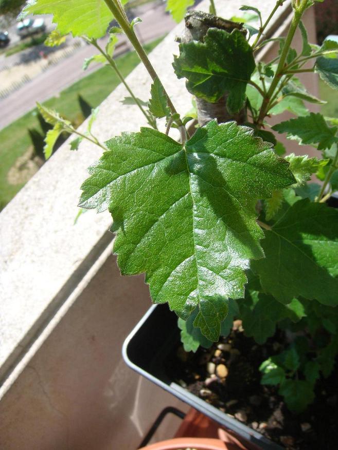 [Foto de planta, jardin, jardineria]