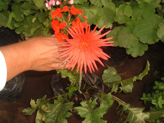 [Foto de planta, jardin, jardineria]