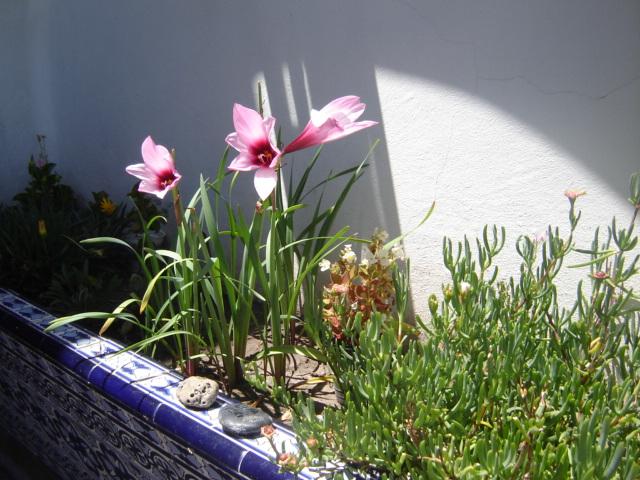 [Foto de planta, jardin, jardineria]