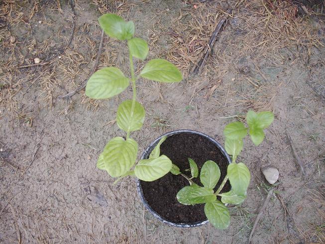 [Foto de planta, jardin, jardineria]