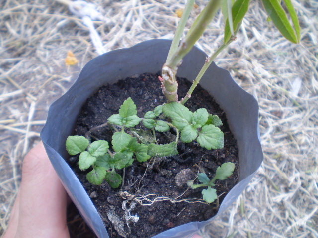 [Foto de planta, jardin, jardineria]