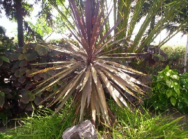 [Foto de planta, jardin, jardineria]