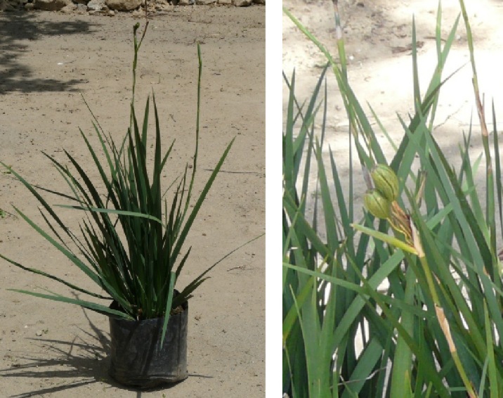 [Foto de planta, jardin, jardineria]