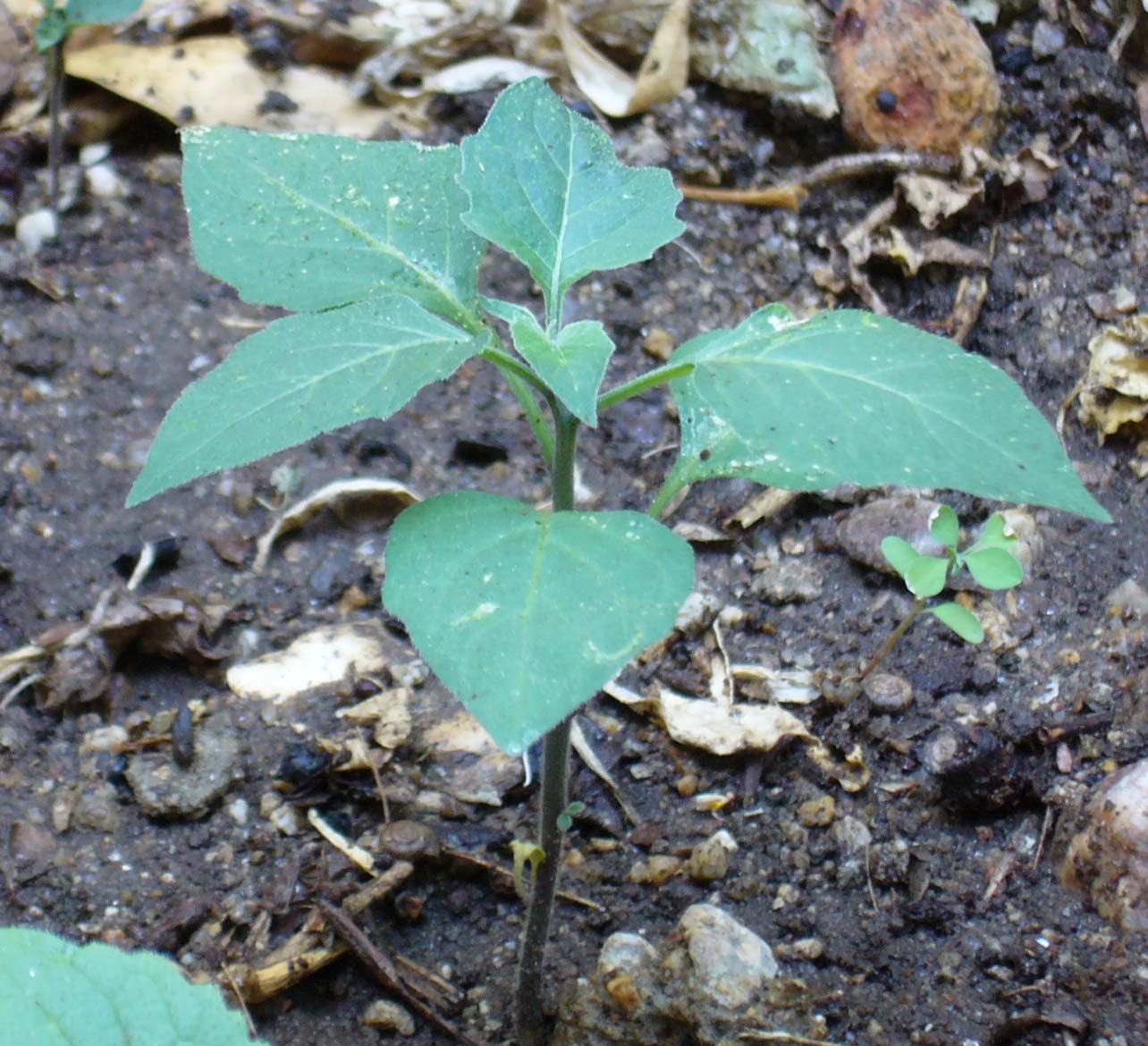 [Foto de planta, jardin, jardineria]