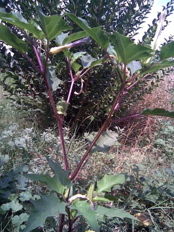 [Foto de planta, jardin, jardineria]