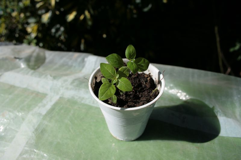 [Foto de planta, jardin, jardineria]