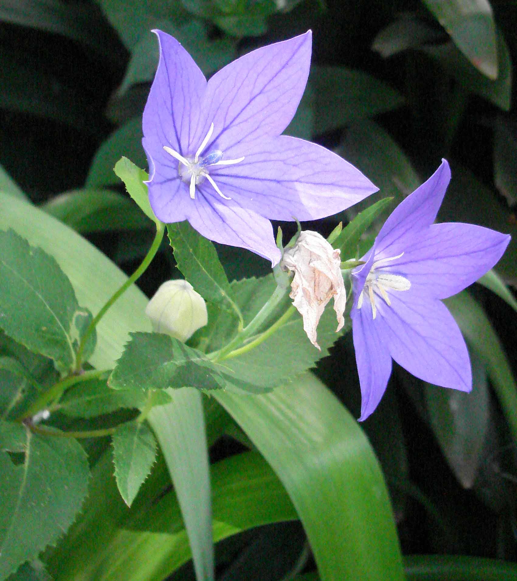 [Foto de planta, jardin, jardineria]