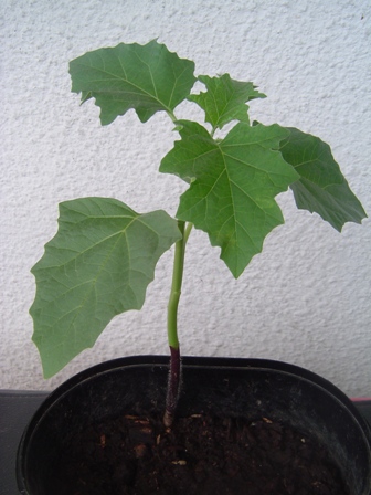 [Foto de planta, jardin, jardineria]