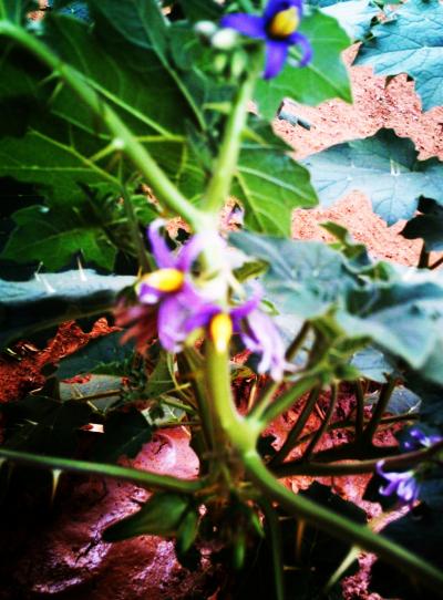 [Foto de planta, jardin, jardineria]