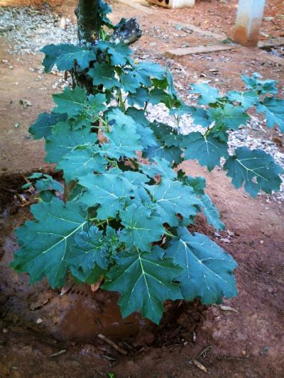 [Foto de planta, jardin, jardineria]