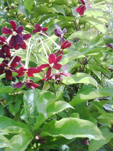[Foto de planta, jardin, jardineria]