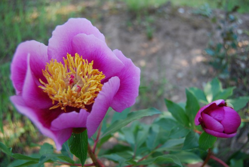 [Foto de planta, jardin, jardineria]