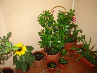 [Foto de planta, jardin, jardineria]