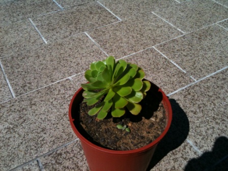 [Foto de planta, jardin, jardineria]