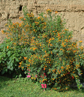 [Foto de planta, jardin, jardineria]