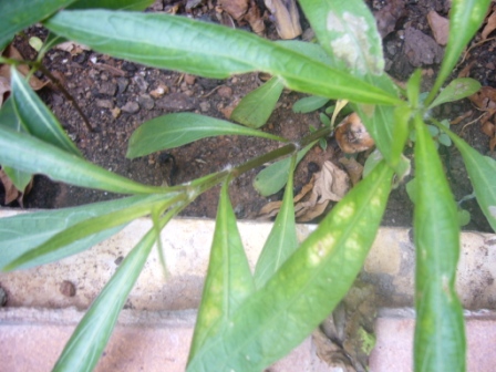 [Foto de planta, jardin, jardineria]