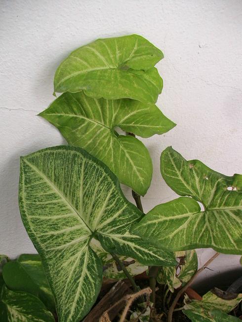 [Foto de planta, jardin, jardineria]