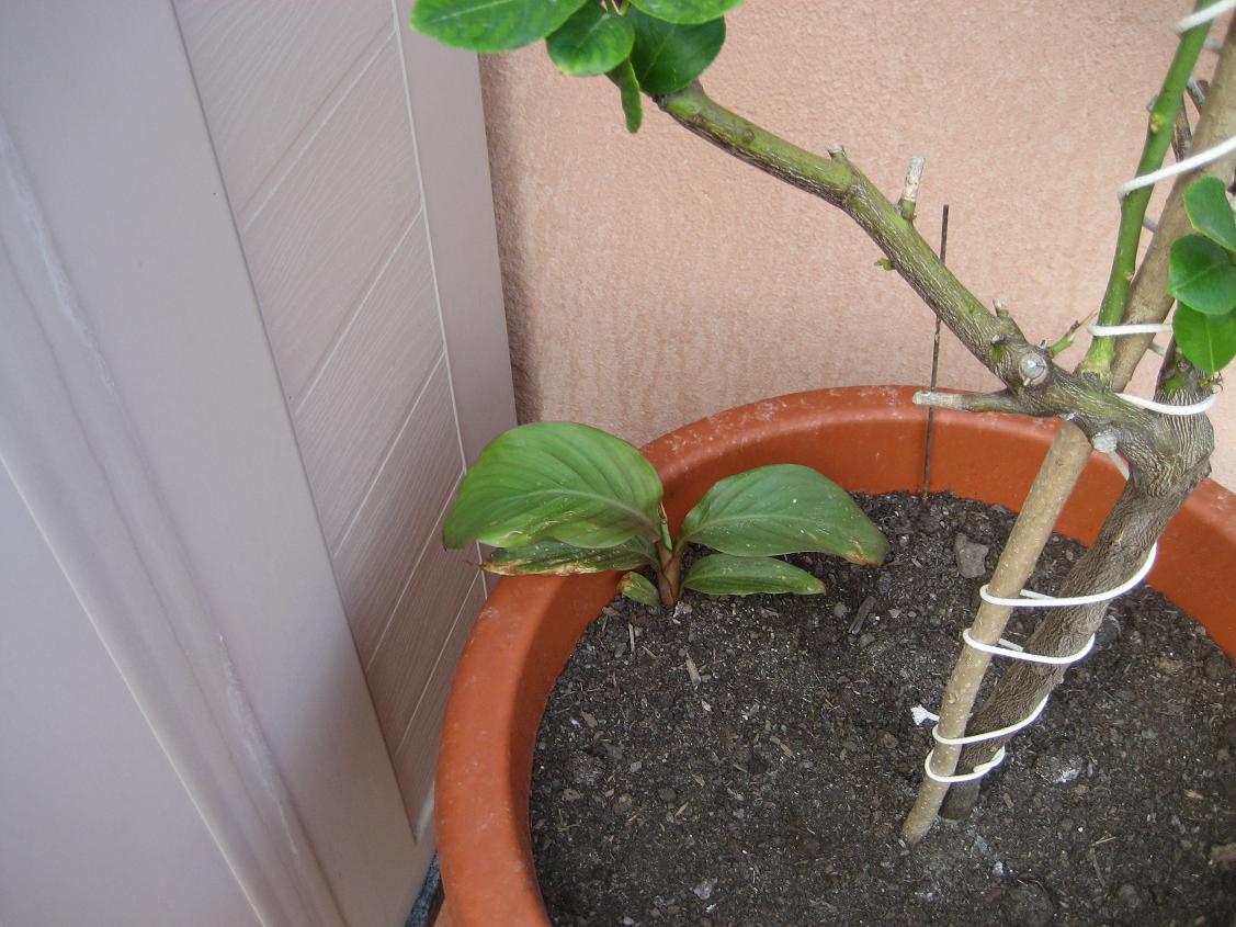 [Foto de planta, jardin, jardineria]