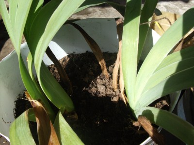 [Foto de planta, jardin, jardineria]