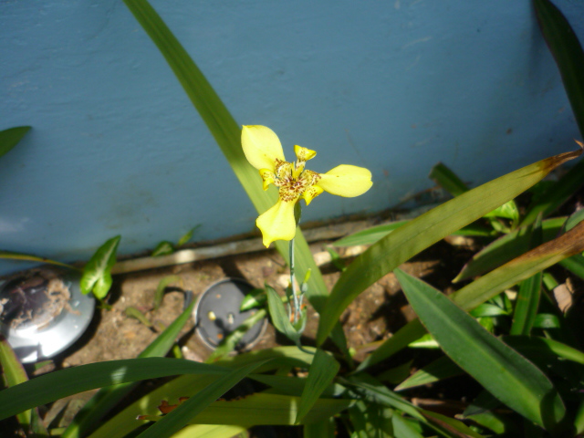 [Foto de planta, jardin, jardineria]