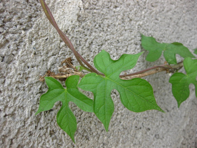 [Foto de planta, jardin, jardineria]