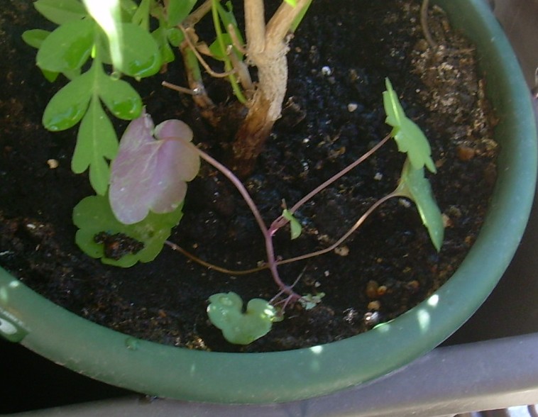 [Foto de planta, jardin, jardineria]