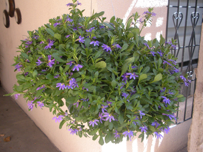 [Foto de planta, jardin, jardineria]