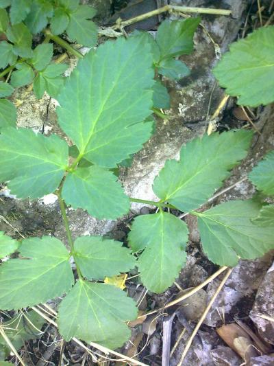 [Foto de planta, jardin, jardineria]