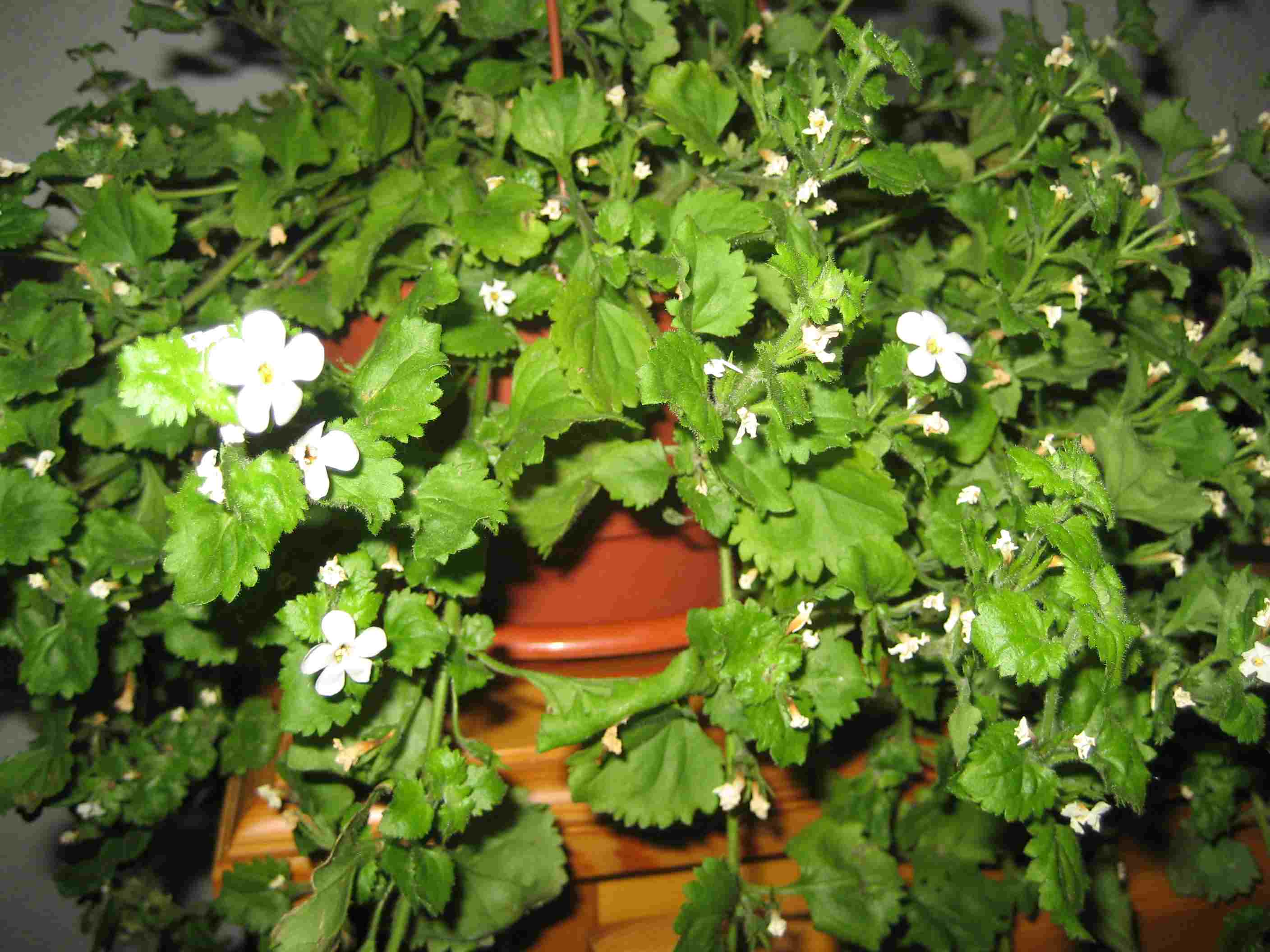 [Foto de planta, jardin, jardineria]