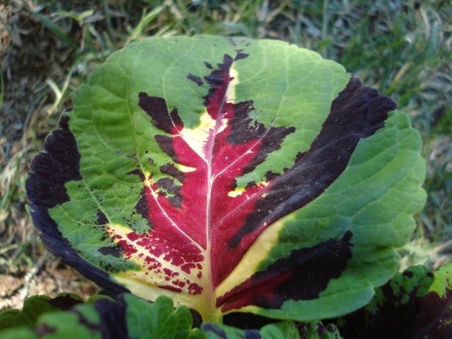 [Foto de planta, jardin, jardineria]