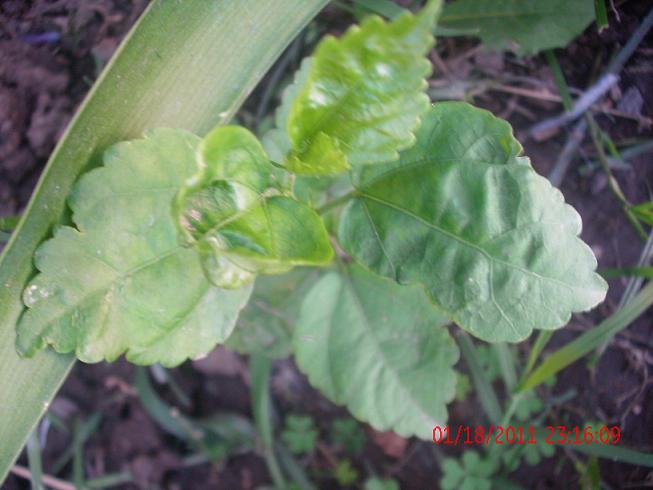 [Foto de planta, jardin, jardineria]