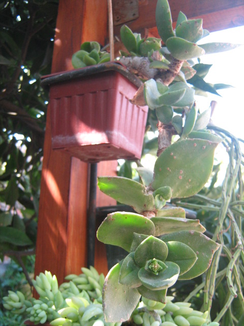 [Foto de planta, jardin, jardineria]